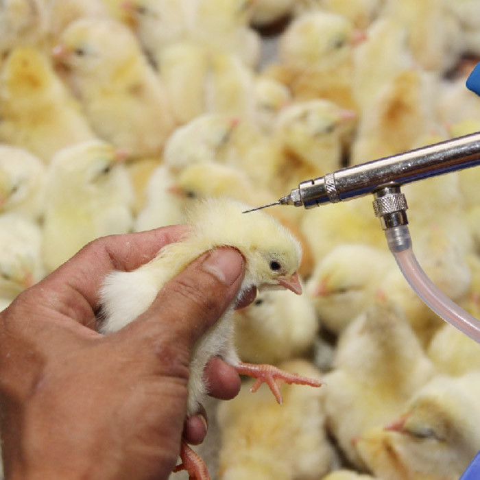 Kỹ thuật tiêm vaccine phòng bệnh đàn vật nuôi